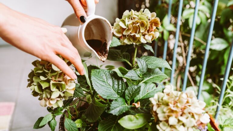Ground coffee, coffee residue, coffee grounds, thrown under hydrangea bush, in flower pot, is natural fertilizer, Hobby gardening