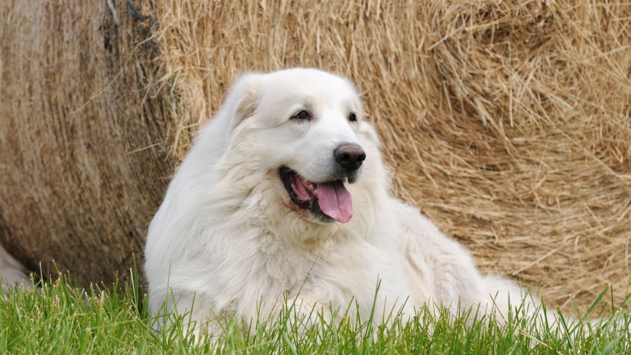 great pyrenees running on stubble field