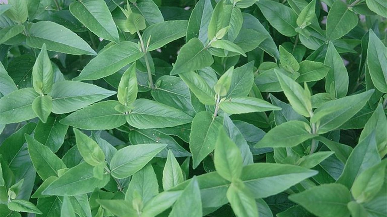 Pycnanthemum muticum - Short-toothed Mountain Mint