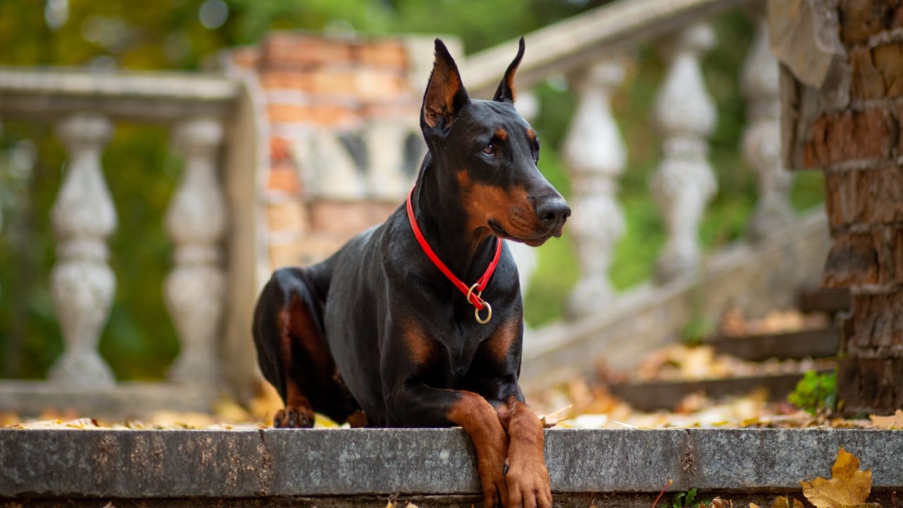 A beautiful female Doberman Pinscher lies on the landing of an old flight of stairs in the park against the backdrop of fallen maple leaves