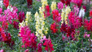 Flower of Antirrhinum are commonly known as Dragon flowers or Snapdragons flower blooming in the morning at The Royal Agricultural Station Angkhang in Chiang Mai province of Thailand.