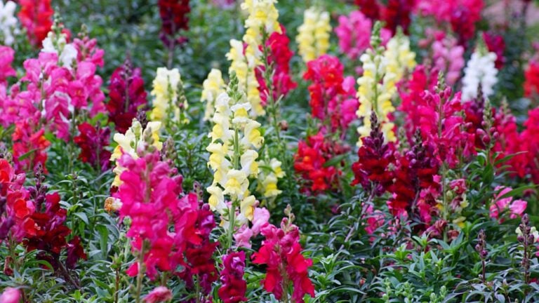 Flower of Antirrhinum are commonly known as Dragon flowers or Snapdragons flower blooming in the morning at The Royal Agricultural Station Angkhang in Chiang Mai province of Thailand.