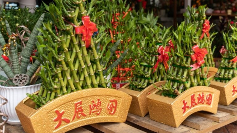 Lucky bamboo selling at the flower shop during Chinese New Year.(English translation for Chinese words is Ride on the crest of success)