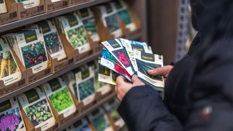Close-up view of woman examining selected vegetable seed packets in garden store. Concept of gardening. Sweden. Uppsala. 02.27.2024.