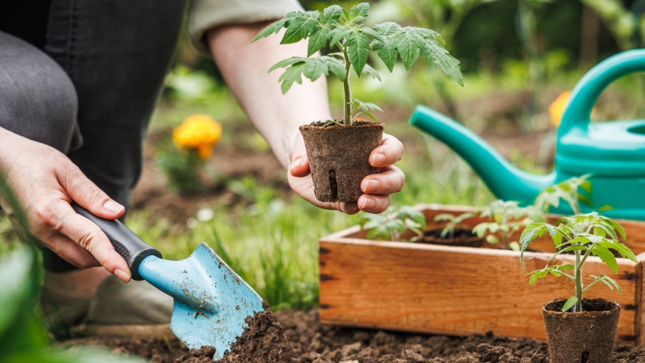 Woman is planting tomato seedling with biodegradable peat pot into soil at vegetable garden. Spring organic gardening