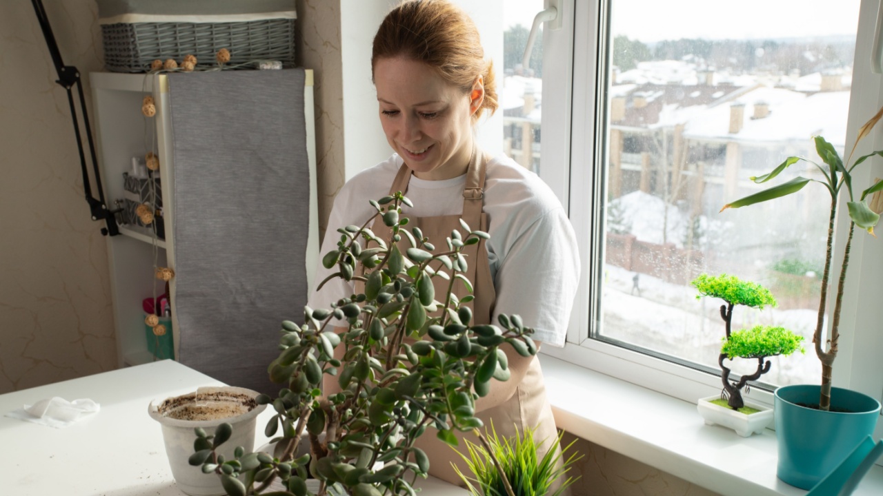 Woman replanting houseplants at home, indoor gardening, botanical care, greenery in the house