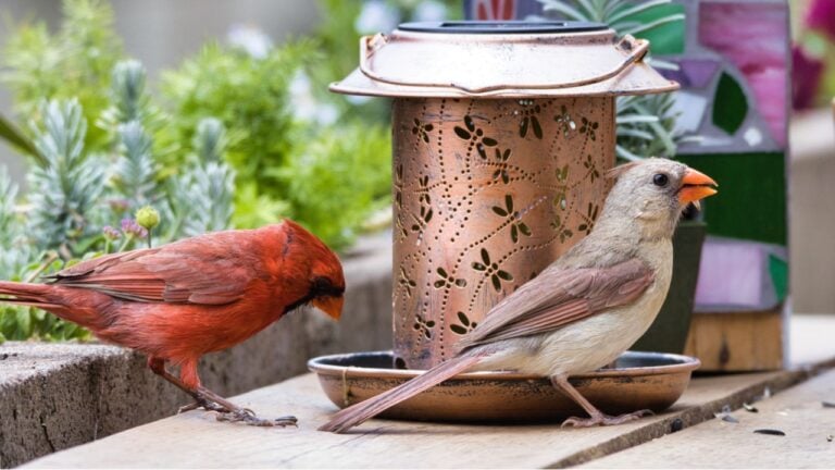 Northern cardinal couple having brunch at a backyard bird feeder