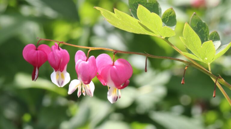 Red, pink and white color Lamprocapnos Spectabilis Pink flowers in a garden in July 2023