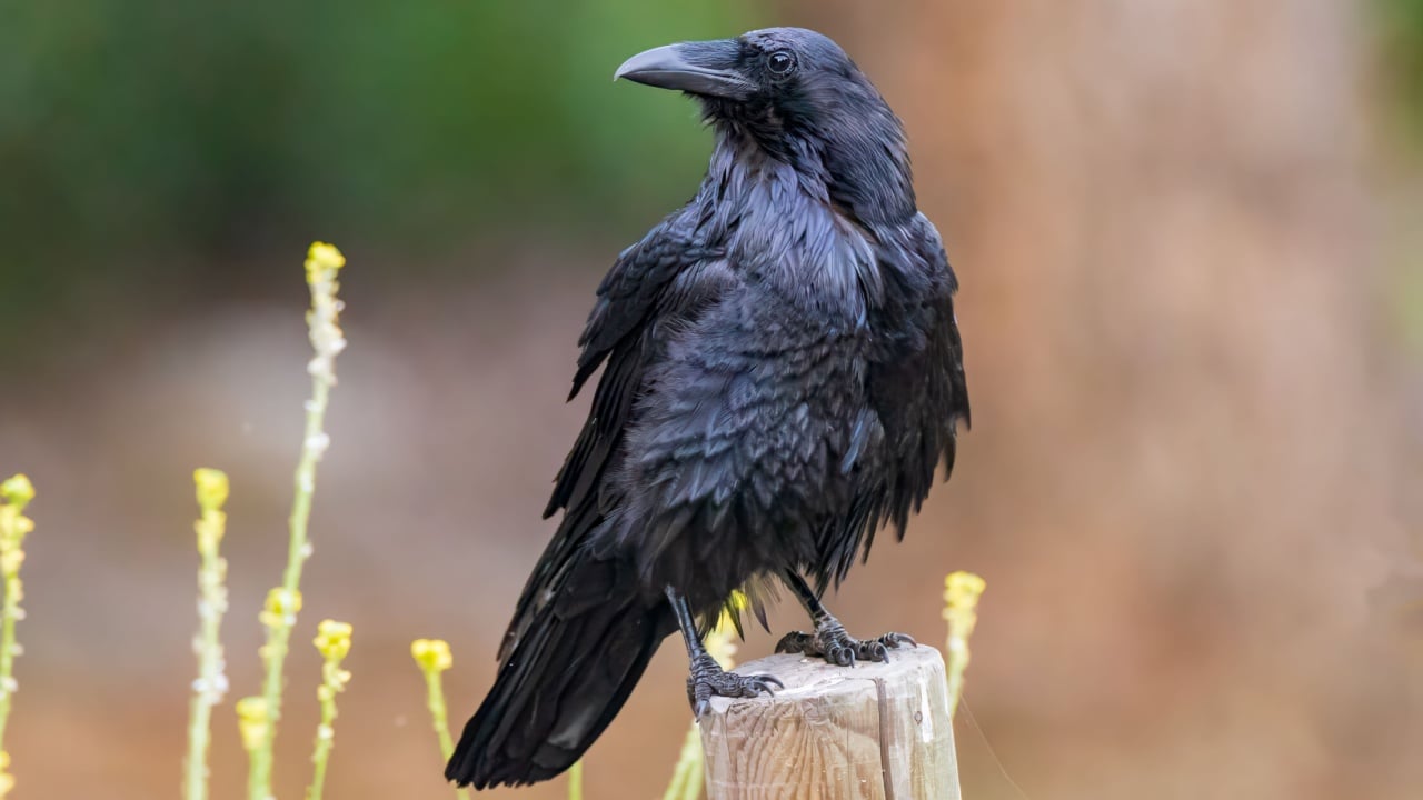 Common Raven looking for Food