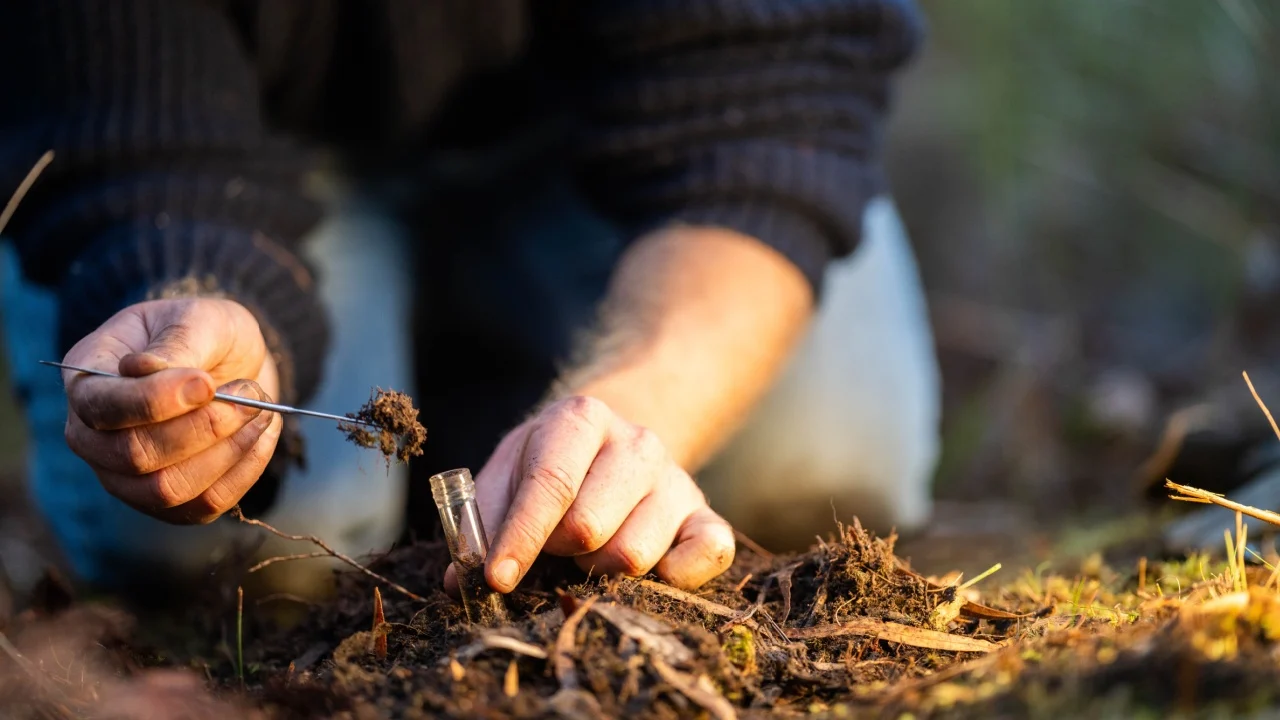 soil falling around a test tube collecting a soil sample in a paddock on a farm. scientist studying soil health and biology in a field in australia