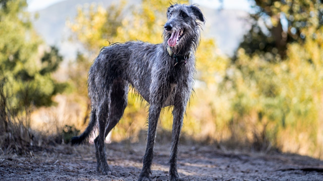 A Scottish deerhound in a forest setting