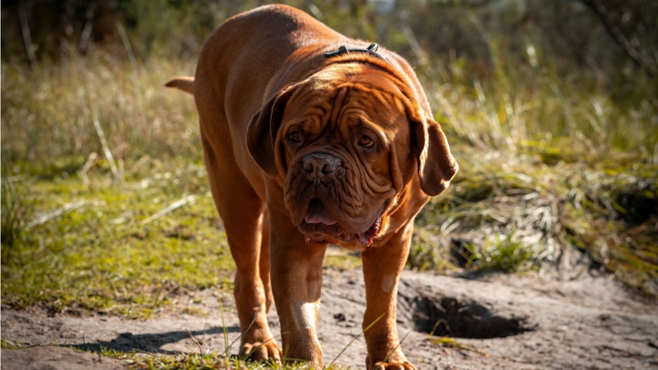 A Dogue de Bordeaux dog standing on a grassy field on a sunny day against blur background