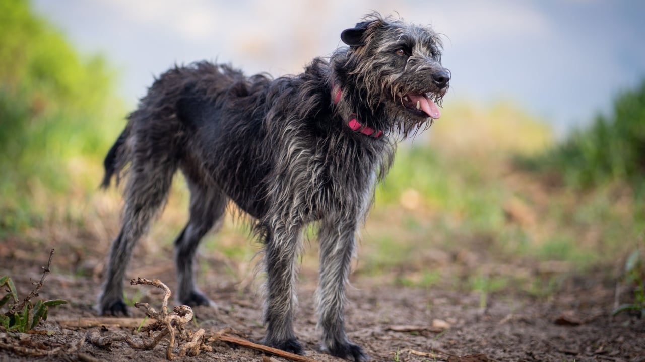 An Irish wolfhound smiling in the park on a dirt path with greenery in the background