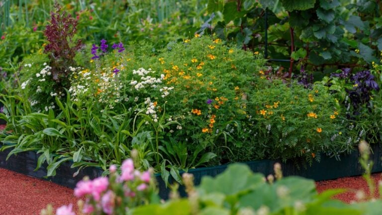 A modern planned vegetable garden with raised beds. Flowers, perennials, ornamental herbs and vegetables grown in raised beds