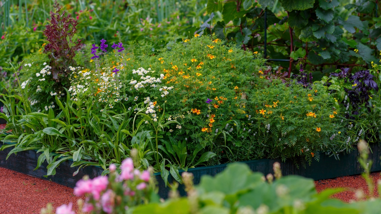 A modern planned vegetable garden with raised beds. Flowers, perennials, ornamental herbs and vegetables grown in raised beds