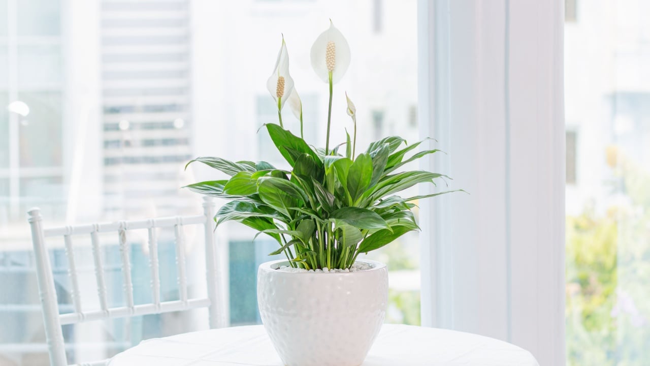 Spathiphyllum (Peace Lily) planted in a stylish ceramic pot, placed on a table by the window. This elegant indoor plant adds a sense of calm and greenery to any interior decor.