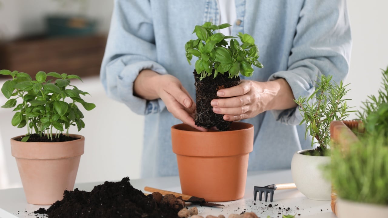 Woman transplanting herb into pot at table indoors, closeup