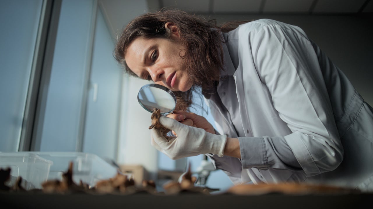 Female scientist works with specimen collection of fossil remains in archaeological laboratory. Archaeologist or paleontologist studies bones of ancient extinct human skeleton with magnifying glass.
