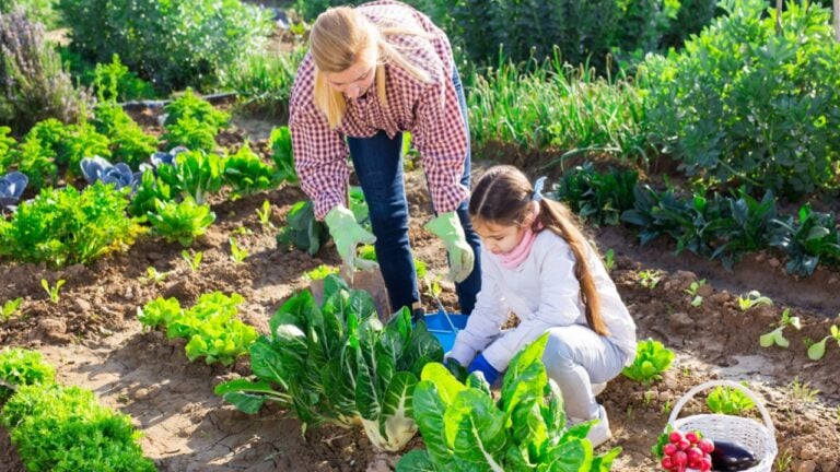 Young woman and a teenage girl, engaged in growing organic crops, treat plants from aphids in the garden beds