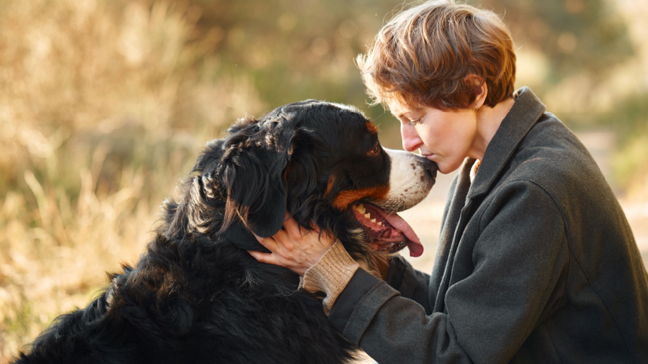 A woman and her Bernese Mountain Dog share a quiet, affectionate moment in a grassy field.