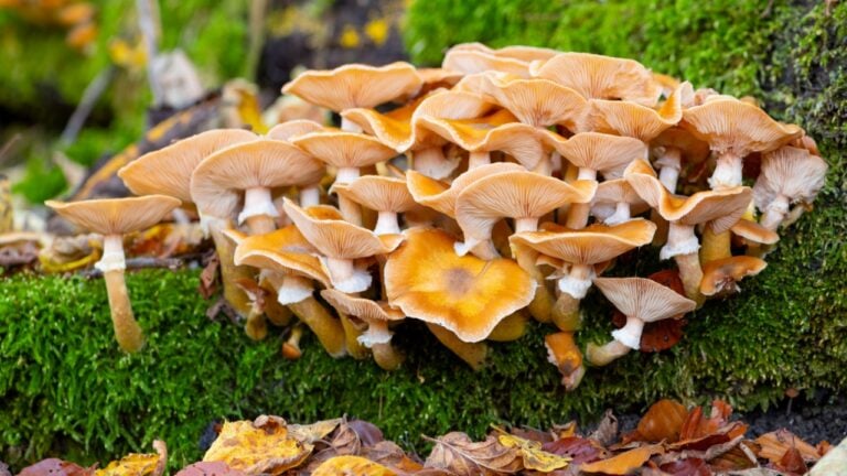 Honey fungus (Armillaria mellea) is an edible basidiomycete fungus in the genus Armillaria. Big Cluster of beige white fruit bodies growing on a mossy rotten trunk in a german forest in October.