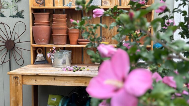 Potting bench behind rose of Sharon tree