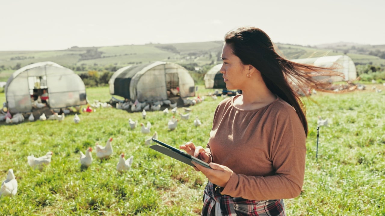 Woman, farmer and tablet for thinking on chickens, agriculture and chat to client for organic deal. Female person, outdoor and online for sustainable production ideas, animals and plan export on app