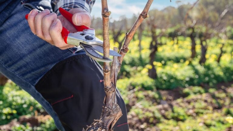 Close-up of the hands of the winemaker pruning the vineyard with professional steel scissors. Traditional agriculture. Winter pruning, Guyot method.