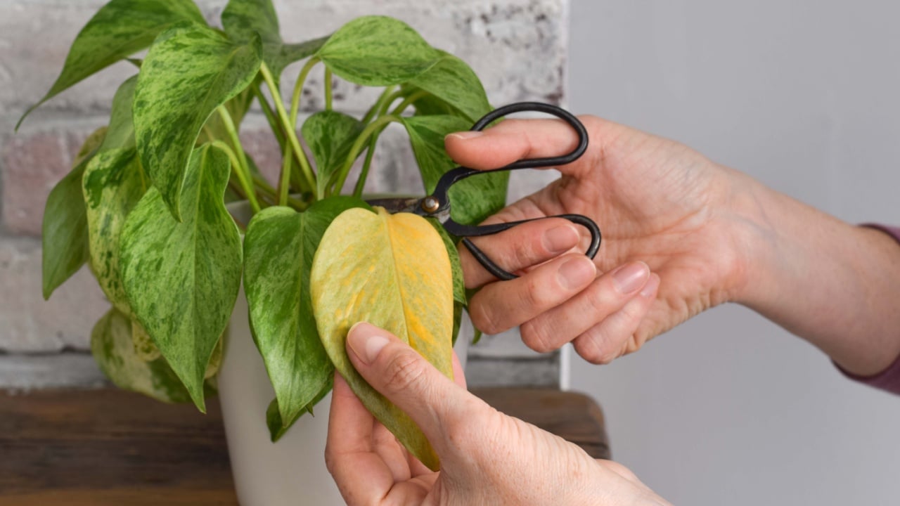Woman's hands cutting yellowed leaf from variegated pothos houseplant
