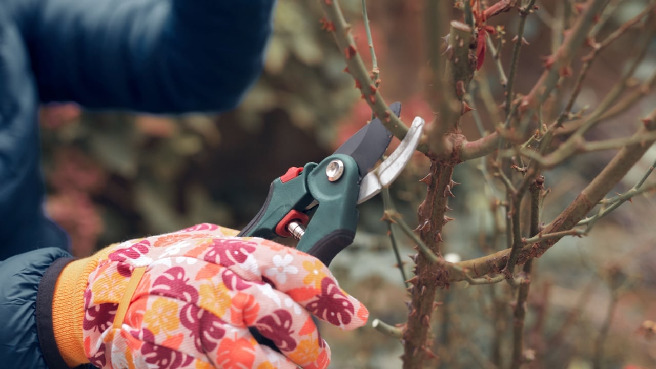 Gardener using pruning shears, taking care of roses, plants and other flowers.