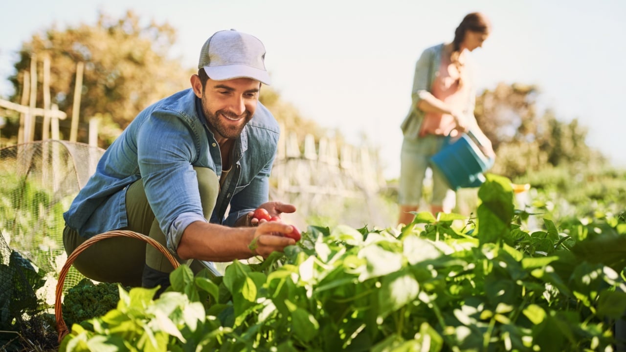 Gardening, happy and couple with vegetables for growth, farming and harvesting crops. Agriculture, countryside and man and woman with plants for sustainable, organic and natural produce or herbs