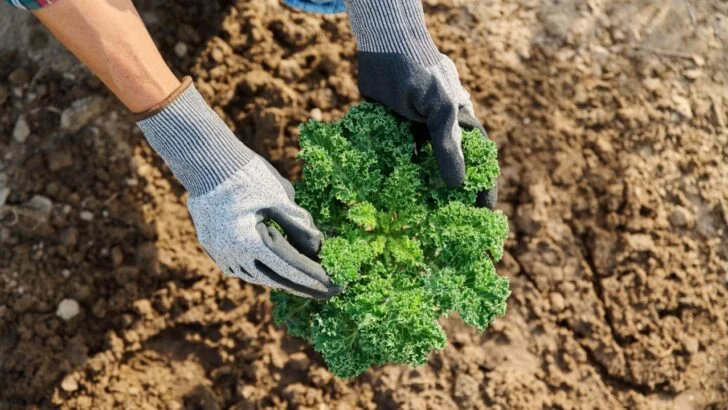 February Tasks Every Zone 7&ndash;10 Gardener Should Do