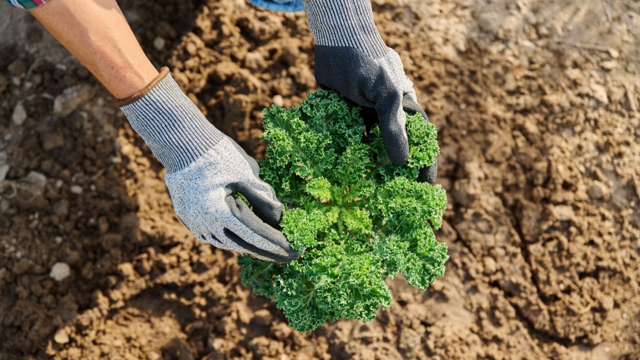 Top view of kale, hands of gardener showing plant growing in ground.