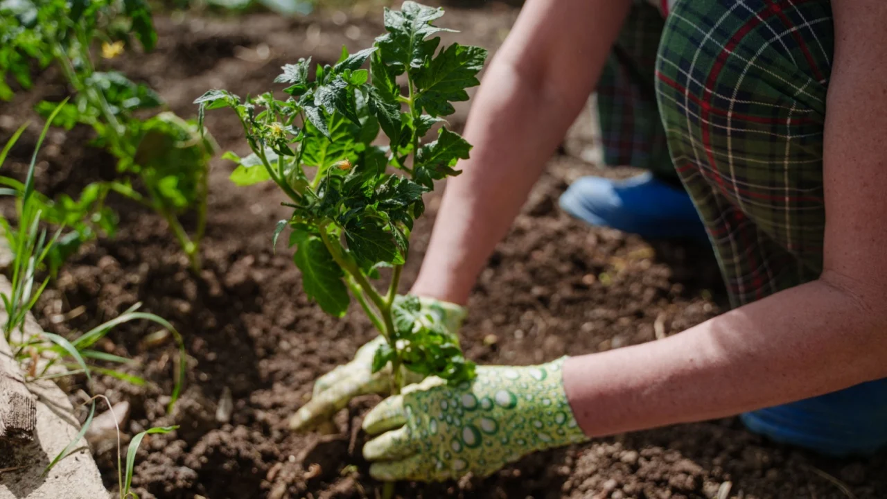 Tomato seedlings in the city. Hand-held close-up of a plant and earth. Working in the garden at the cottage. A woman plants tomatoes in the ground. Selective focus.