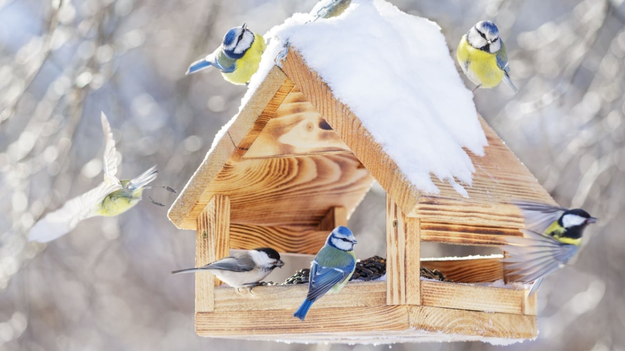 Group of various little birds feeding on bird feeder with sunflower seeds on winter background. Great tit, blue tit, chickadee
