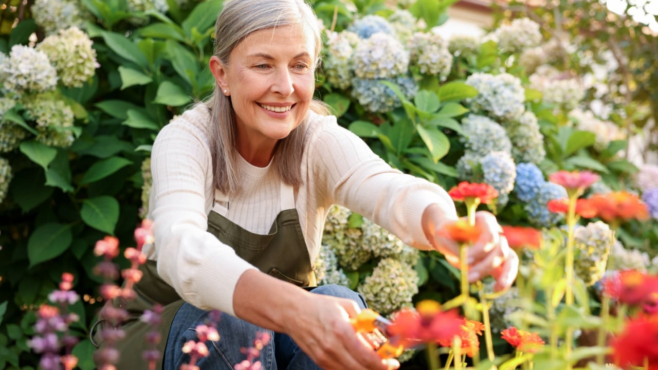 Senior woman pruning zinnia flowers with secateurs in garden