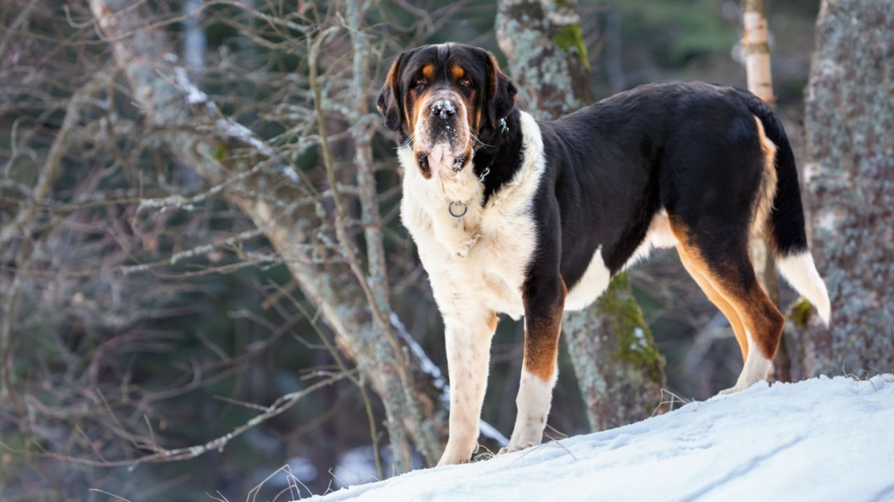 Greater Swiss mountain dog with black, white, and brown fur stands alert on snowy hill slope in winter forest. Watchful guardian, ideal for alpine themes, outdoor lifestyle or pet care visuals.