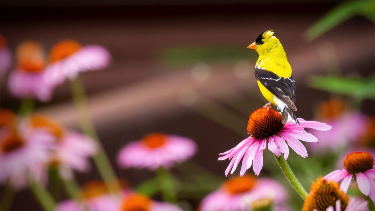 A brilliant male American Goldfinch perched atop a purple coneflower in Waukesha County, Wisconsin during July.