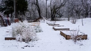 raised bed garden and plants covered with snow, garden tools and mulch in the background.