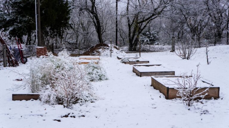 raised bed garden and plants covered with snow, garden tools and mulch in the background.