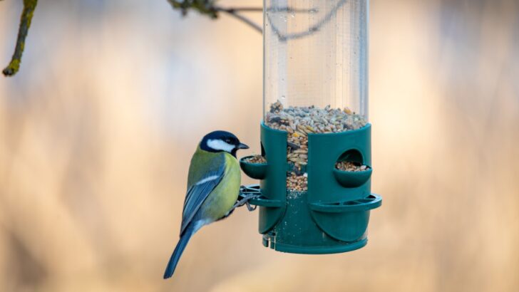 4 Things That Are Never Worth Cleaning the Bird Feeder With