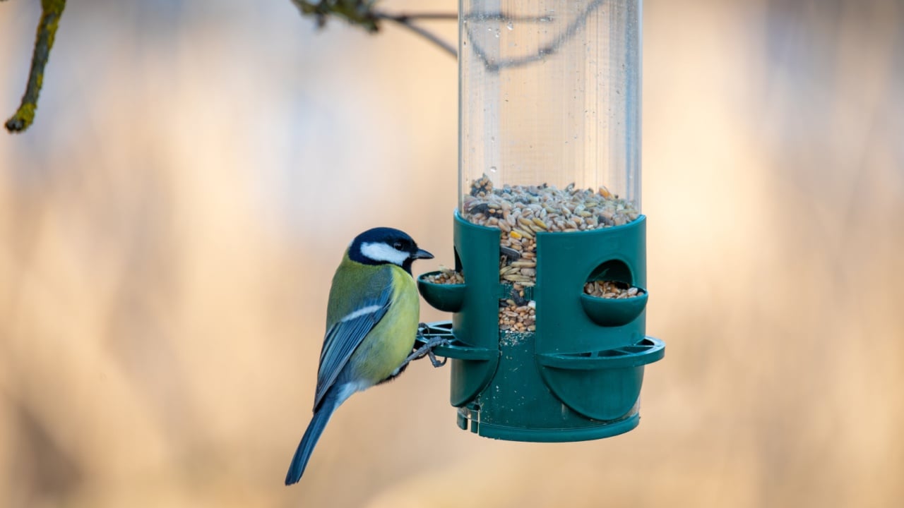 A cute Great Tit (Parus major) perches on a feeder. This closeup shot was taken outdoors. The bird is eating seeds from the green feeder in this location. Czech Republic wildlife bird watching.