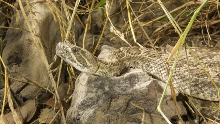 12 U.S. States with the Most Rattlesnakes&mdash;And Why They Thrive There