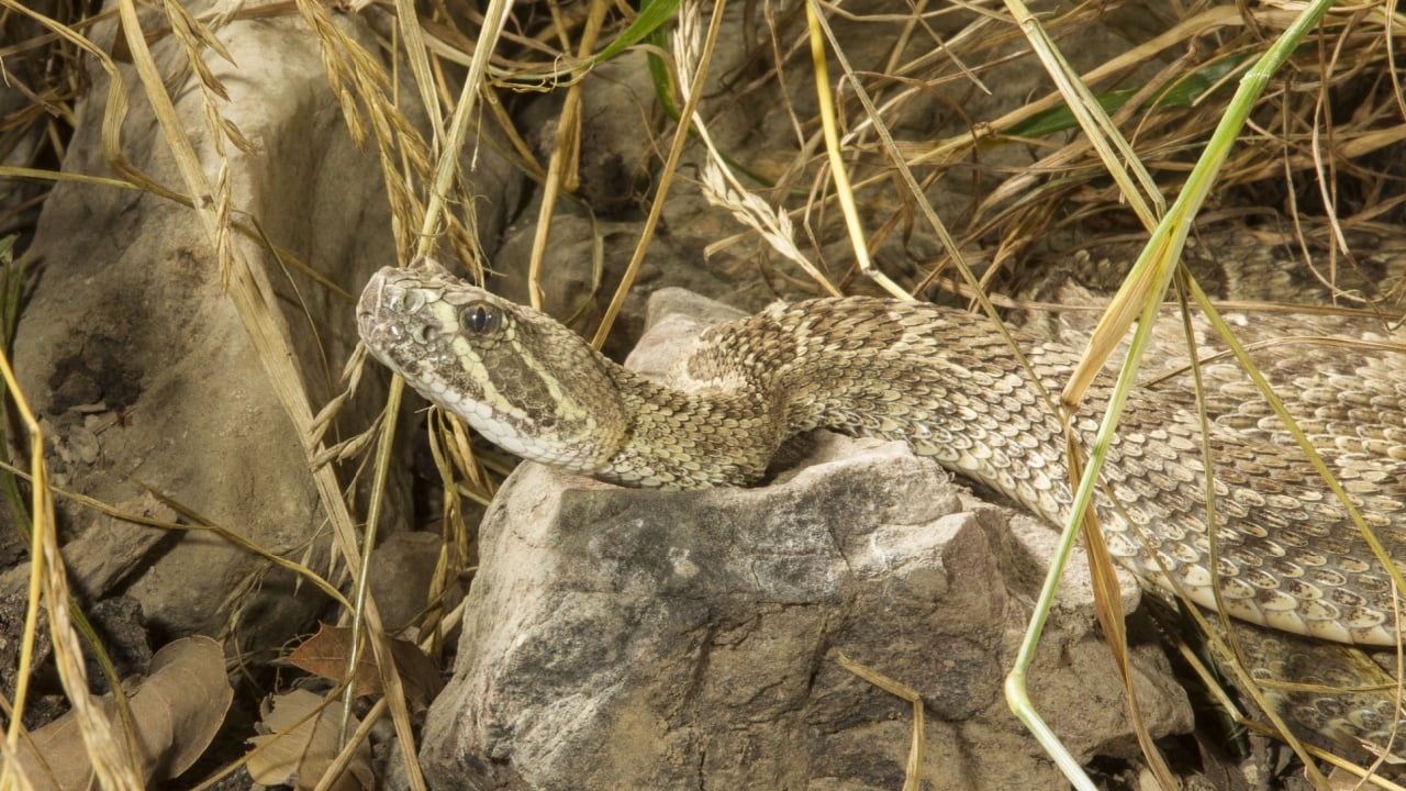 Prairie Rattle Snake