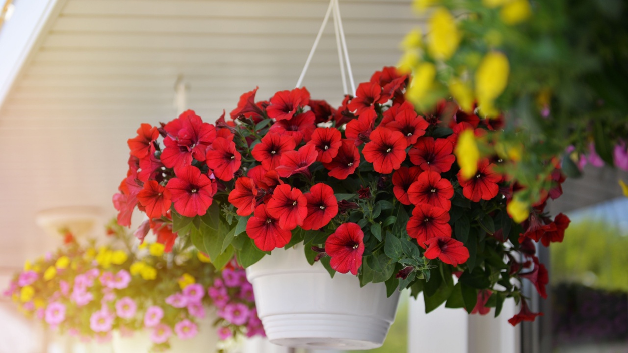 Baskets of hanging red yellow pink petunia flowers on balcony. Petunia flower in ornamental plant.