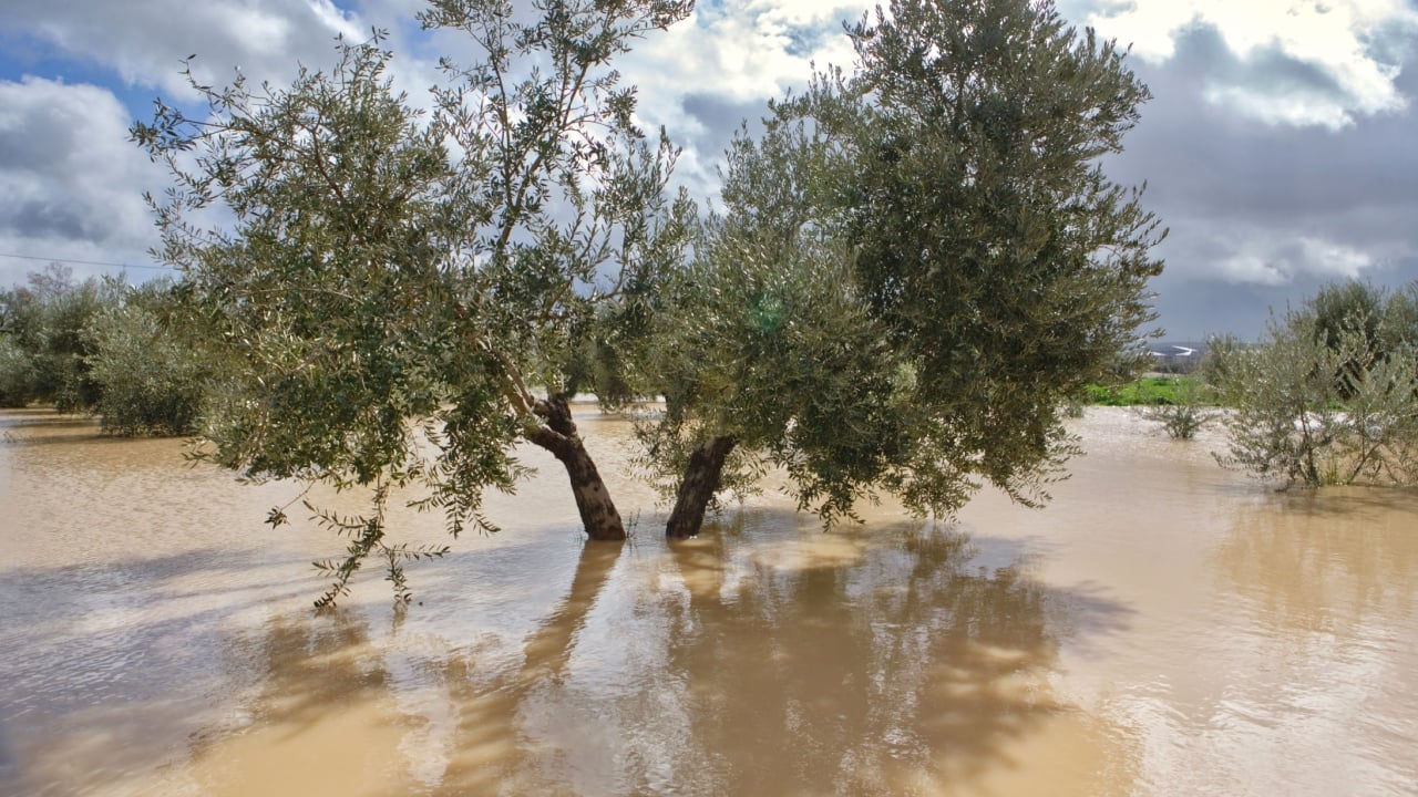 Cultivation of olive trees, flooded by heavy rains, disaster ecological change climate on the planet, Spain