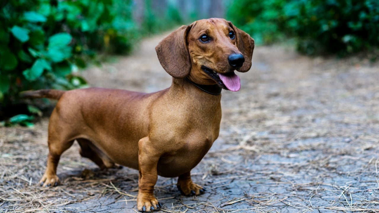 Beautiful red dachshund walks in a park amongst green trees outdoors.