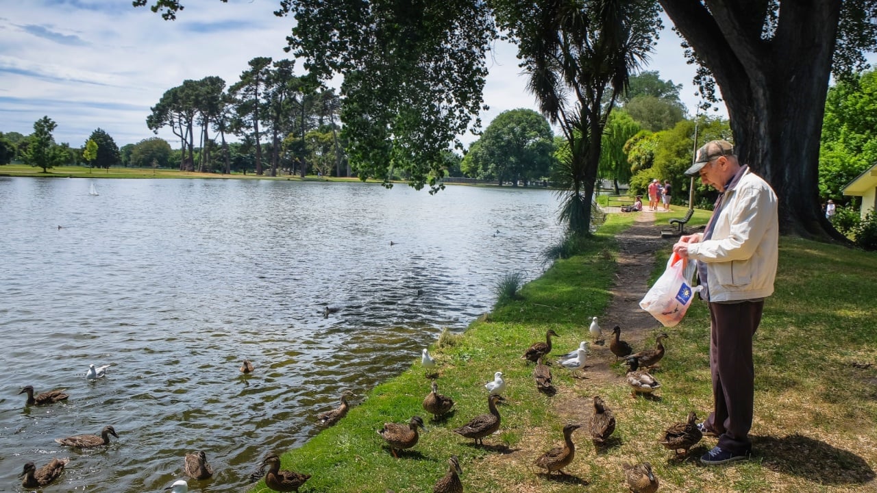 Christchurch, New Zealand - December 18th, 2017 : An elderly man feeds ducks and seagulls on the shore of a lake in Christchurch Botanic Garden , New Zealand.