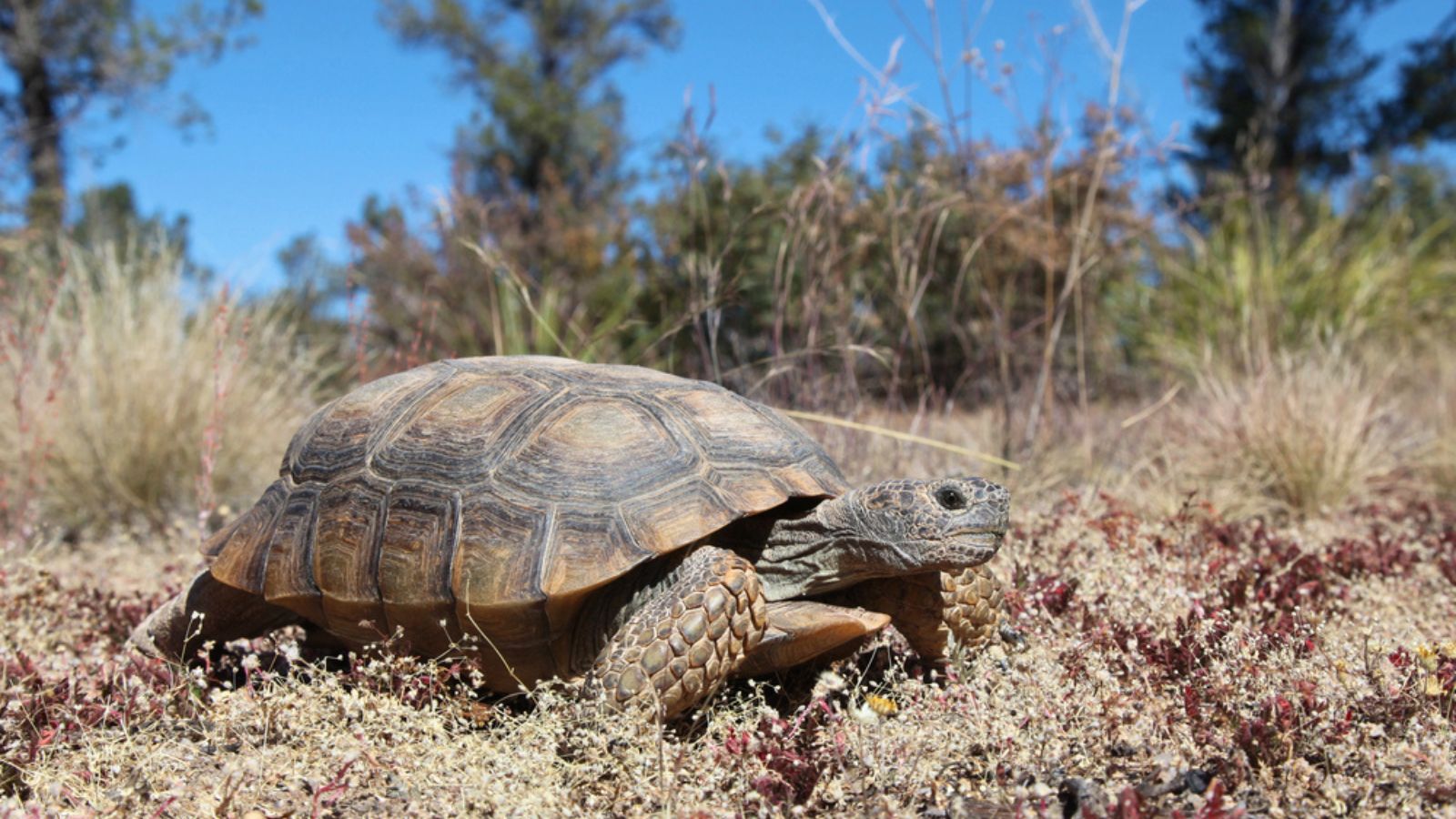 A desert Tortoise in the Arizona desert