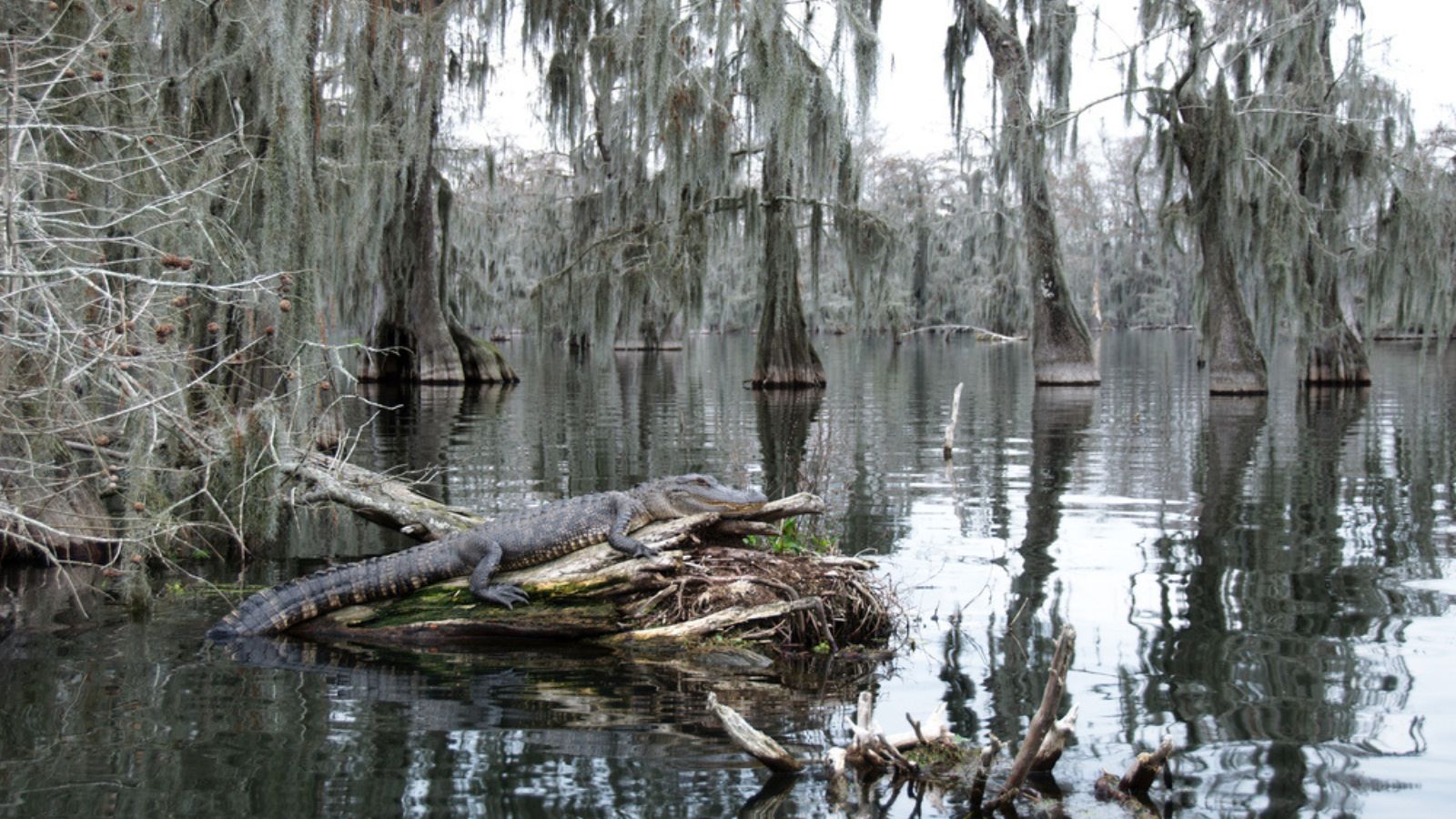 An alligator in Lake Martin, Louisiana, USA.